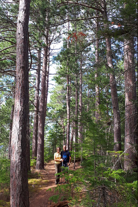 Image dans la forêt du Parc national du Fjord-du-Saguenay.